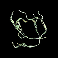 image: aqua botanica (ii)